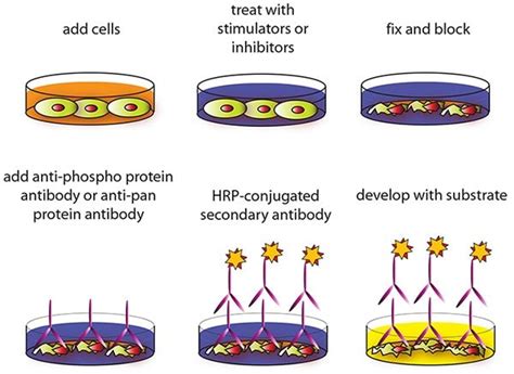 elisa not working|cell based binding assay troubleshooting.